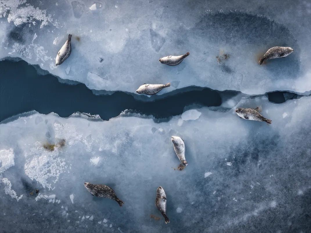 seals lie on ice on either side of a cone-shaped crack revealing the lake water below