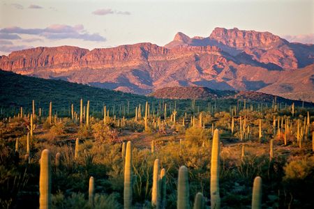 Wall construction began last month within the Organ Pipe Cactus National Monument, replacing existing vehicle barriers and pedestrian fencing with a continuous, 30-foot-tall steel bollard fence. 