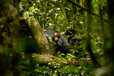 A chimp steals a glance at a photographer in Uganda's Kibale National Park.