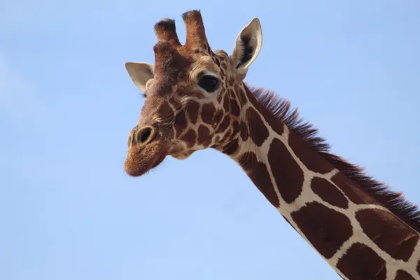 Giraffe in Lewa Wildlife Conservancy thumbnail
