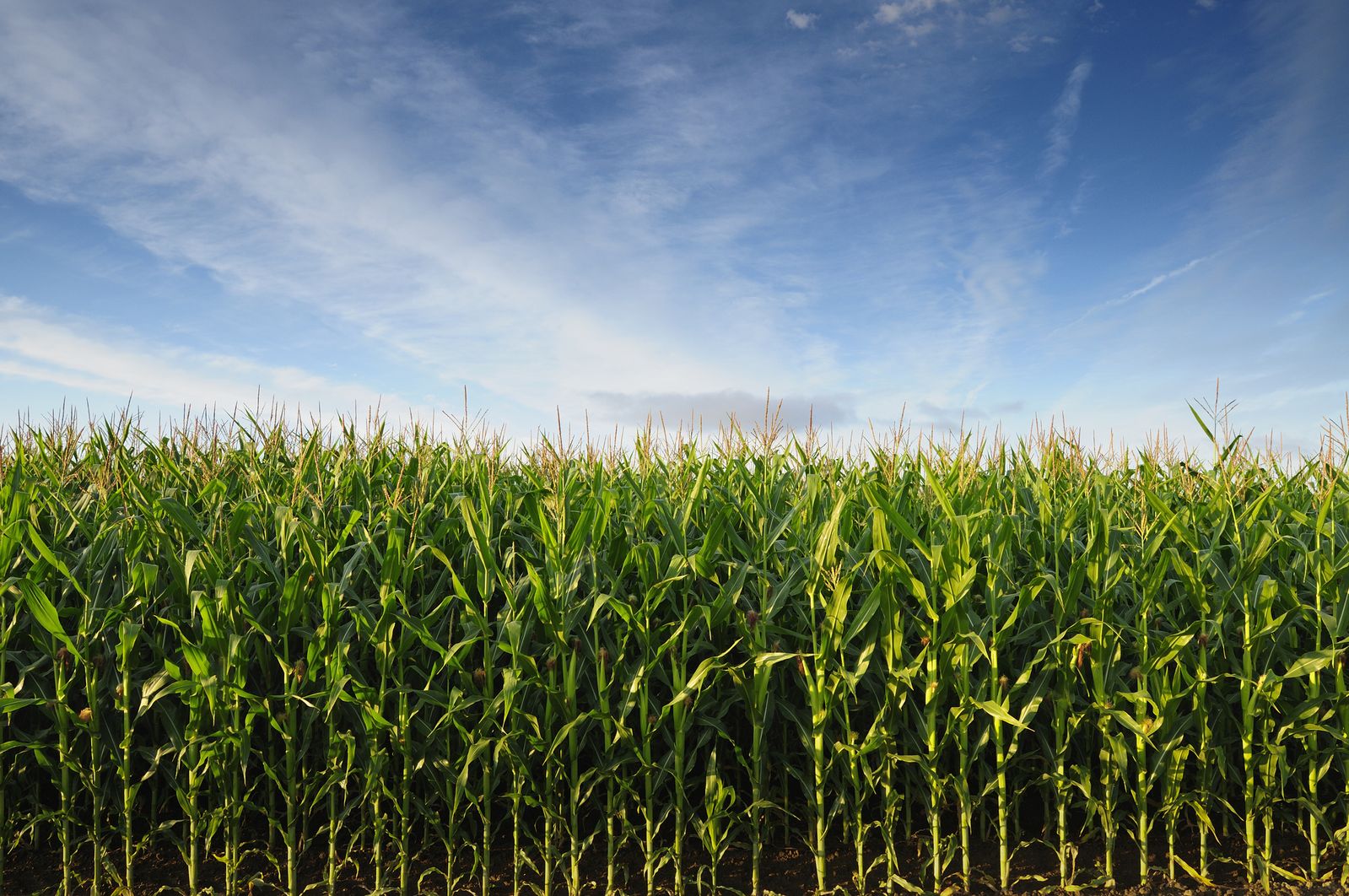 Is Hacking Photosynthesis the Key to Increasing Crop Yields?, Innovation