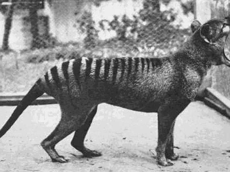 Remembering the Tasmanian Tiger, 80 Years After It Became Extinct, Smart  News