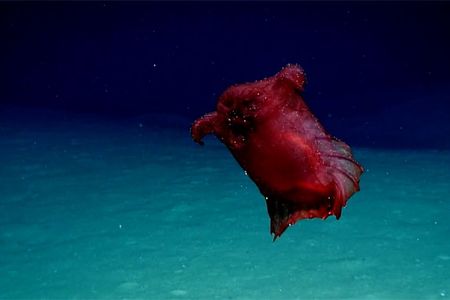 The "headless chicken monster," a.k.a. Enypniastes eximia.