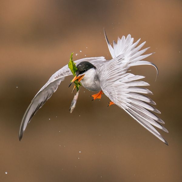Tern and Slipping Fish thumbnail