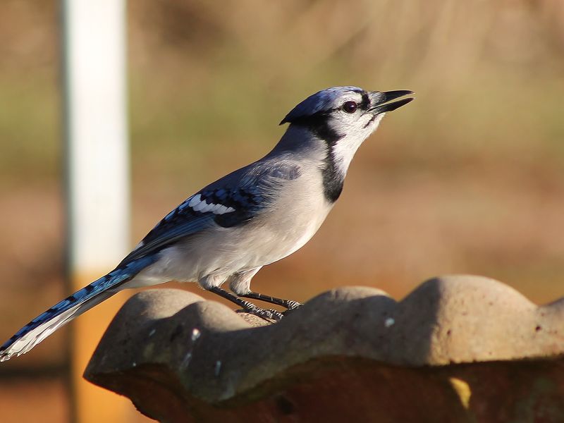 Blue Jay Smithsonian Photo Contest Smithsonian Magazine