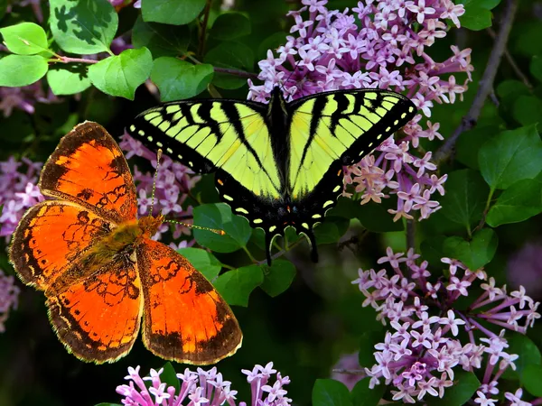 Two Butterflies Composite on Korean Lilacs thumbnail