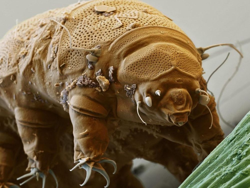 Tardigrade