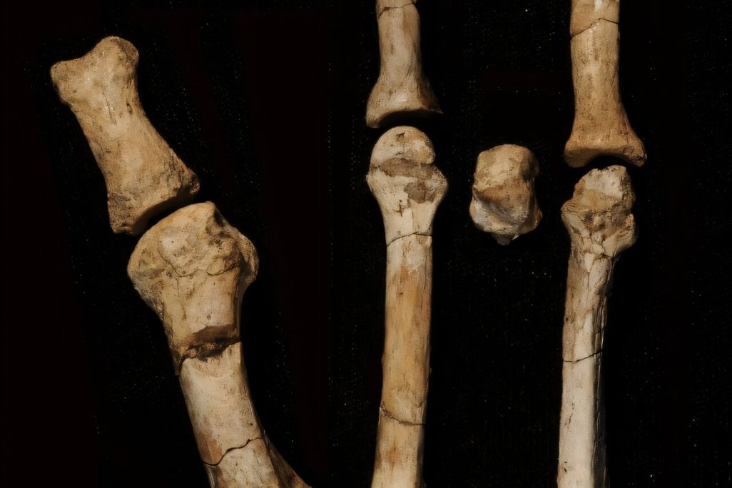 foot fossils on a black background
