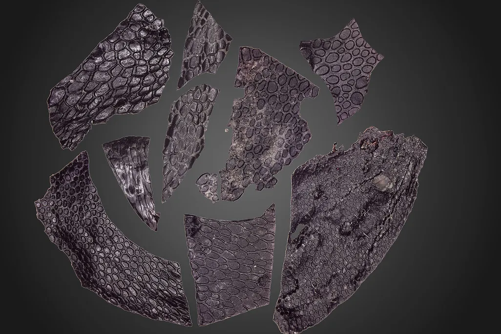 Fossilized Skin
