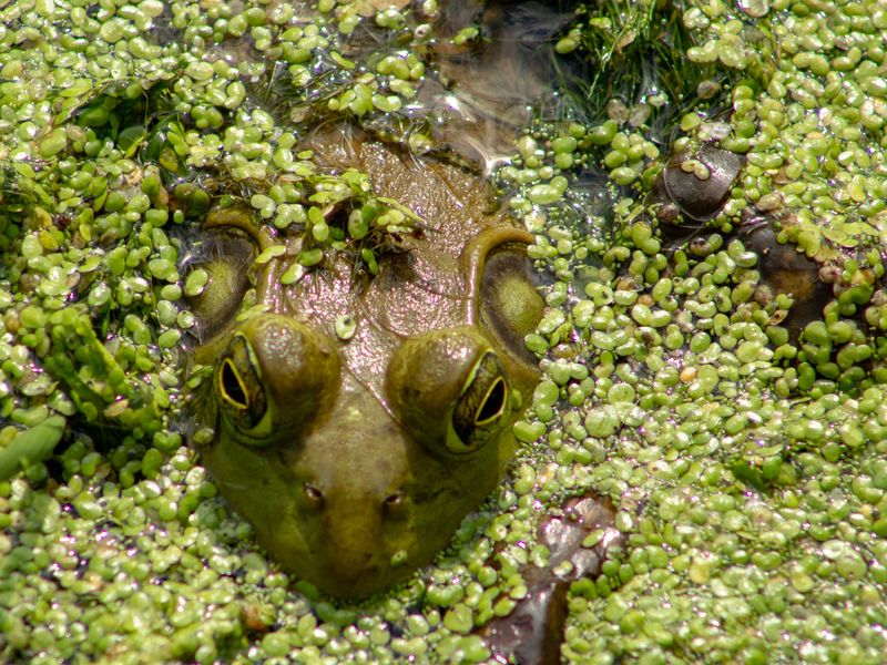 Camoflauge Frog Smithsonian Photo Contest Smithsonian Magazine