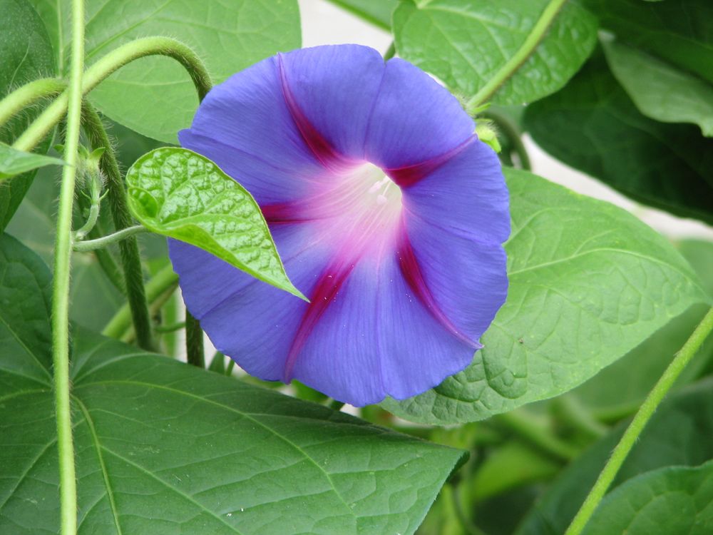 Morning Glory outside my home. Smithsonian Photo Contest