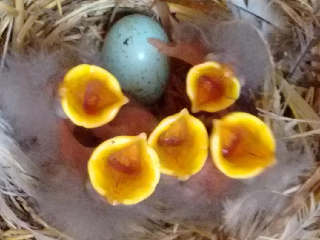 Open mouths of five starling chicks