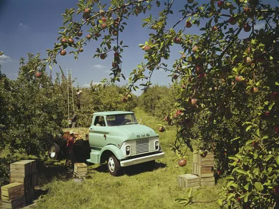 Farm workers loading apples onto a truck in an orchard, circa 1965.