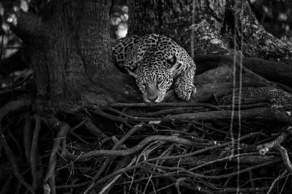 Jaguar seeking respite from the heat in the Pantanal thumbnail