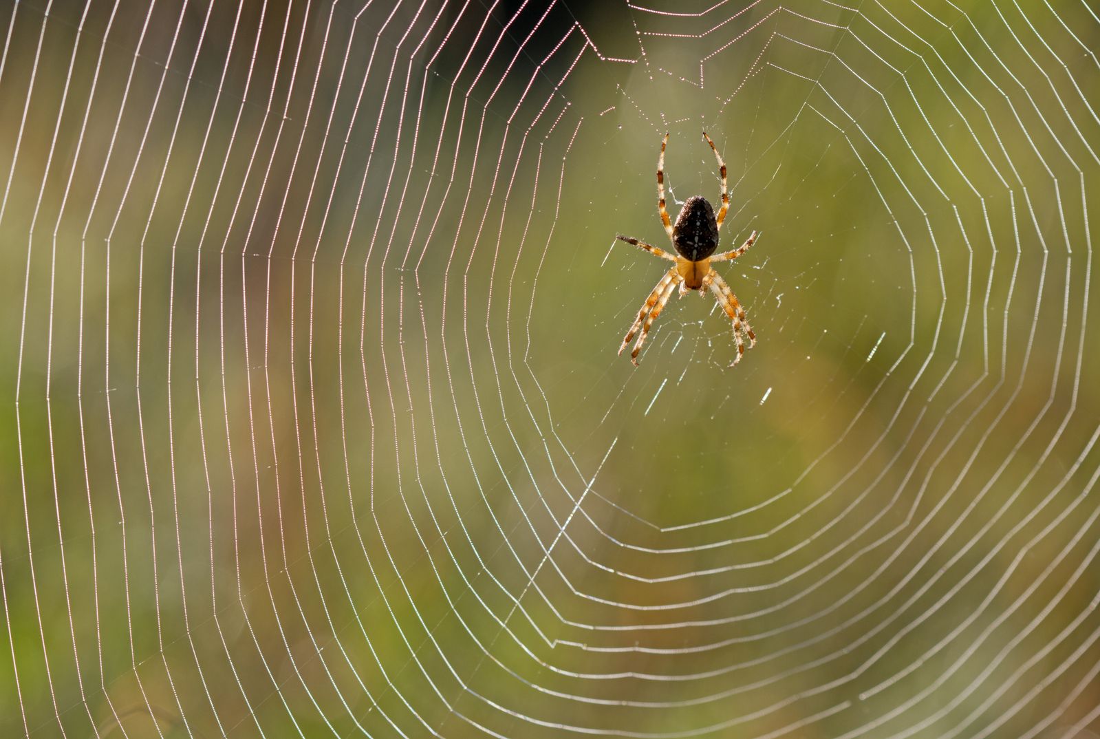 Listen to the music of a spider's web. Tell me what do you hear?