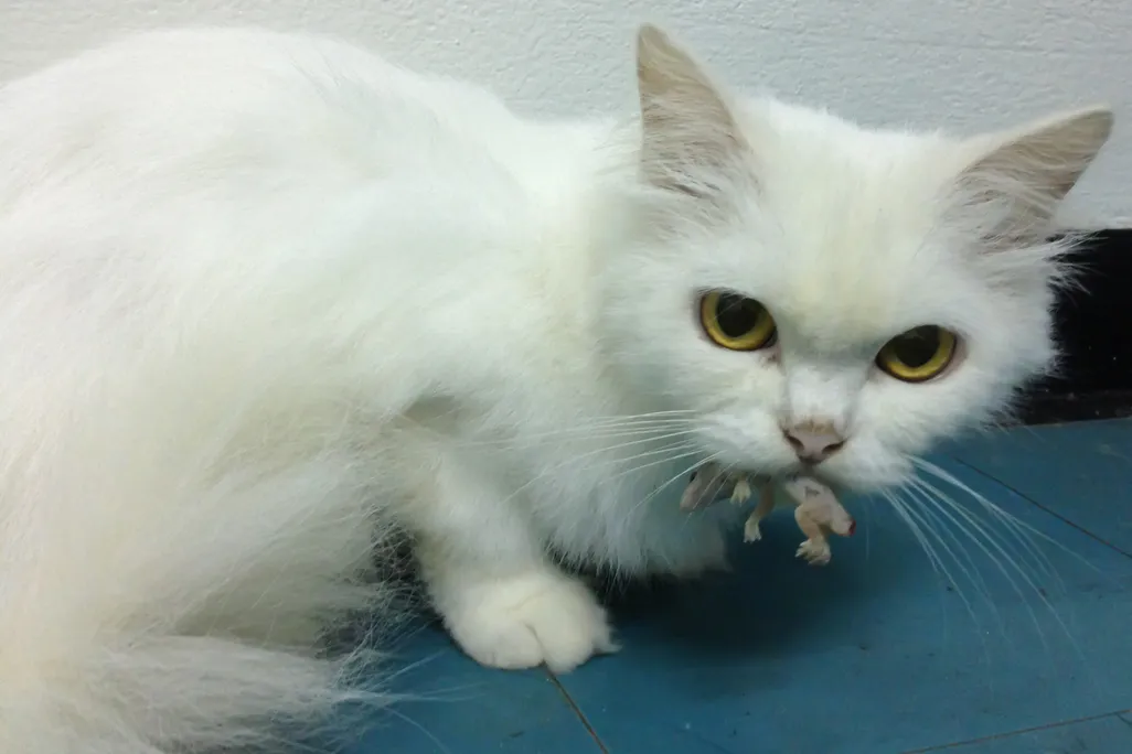Feral Cat