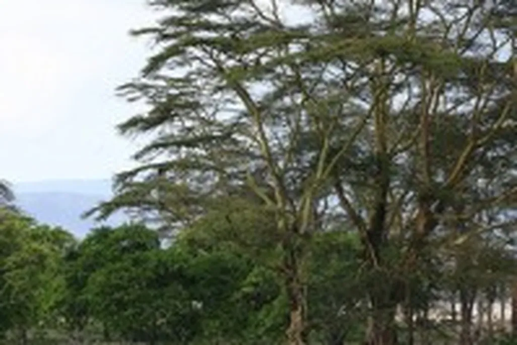 20110520102408elephantacacia-199x300.jpg