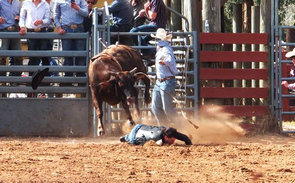 Rodeo bull rider bites the dust. thumbnail
