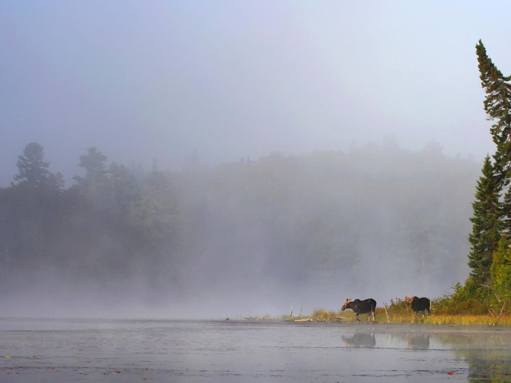 Moose Tracks in the Snow: Unraveling the Mystery of Wildlife's Winter Trails