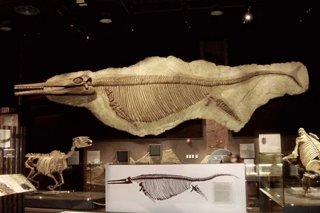 A skeleton of the giant Triassic ichthyosaur Shonisaurus popularis hangs in the Nevada State Museum.