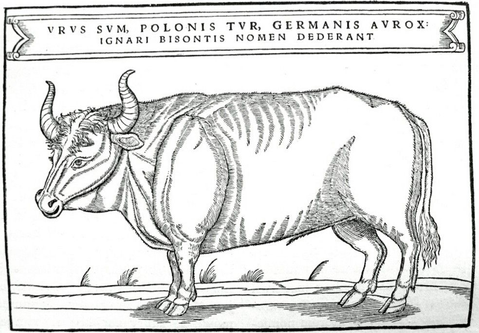 Aurochs