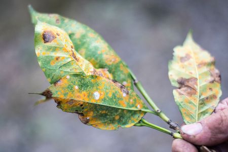 The fungus Hemileia vastatrix strikes a plant on a coffee farm in Aquires, Costa Rica.