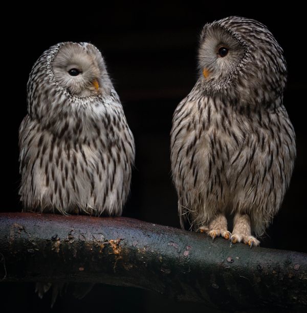 A close-up of two young ural owls looking at each other.