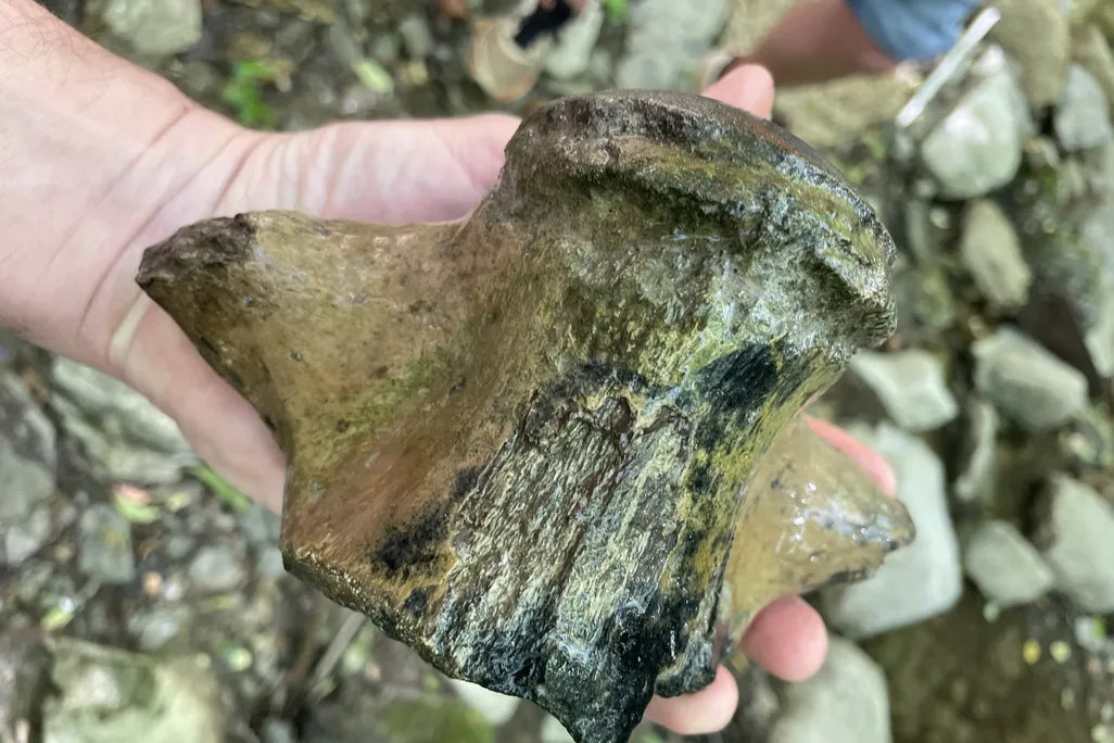 Hand holding a large fossil vertebra
