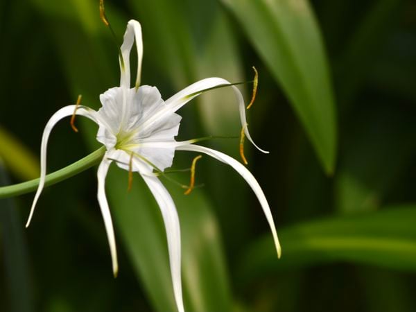 White Spider Lily thumbnail