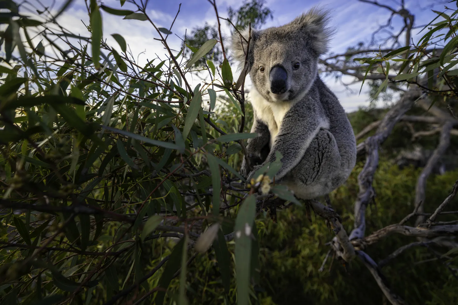View Australia’s Wonderful Wildlife, Including Kangaroos, Koalas and ...