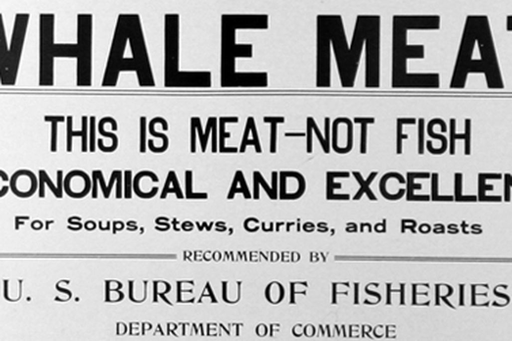 20120127102021fish7058t.jpg