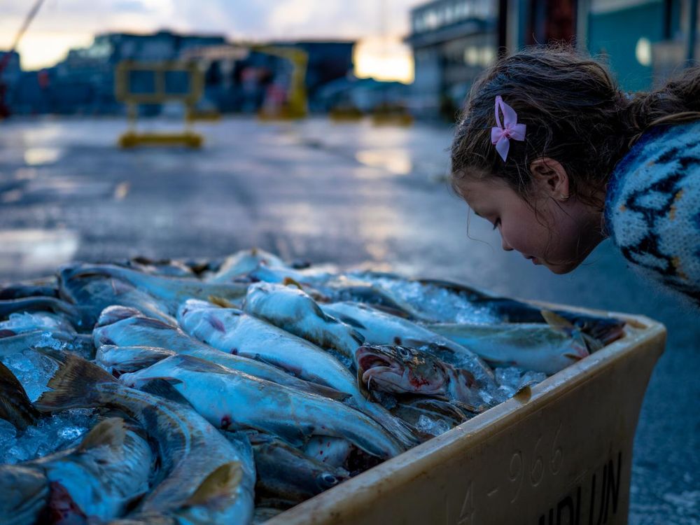 A photograph of a girl smelling a bin of fish.