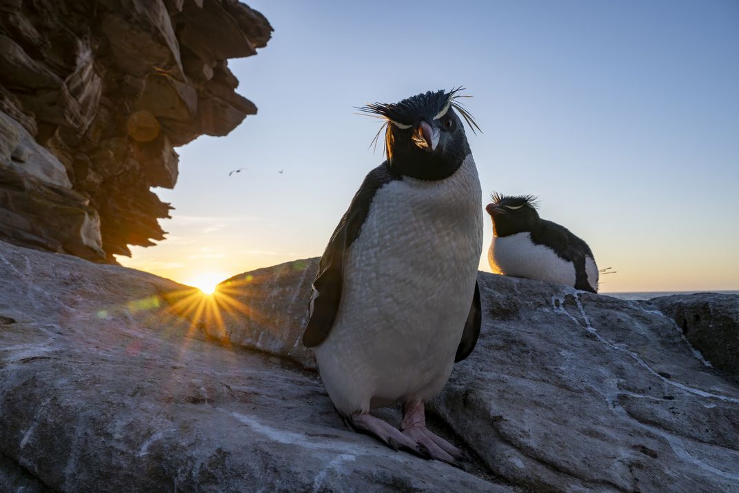 Southern rockhoppers on the rocks. The adults of the species generally grow to be between 18 and 23 inches tall, with males slightly larger than females.