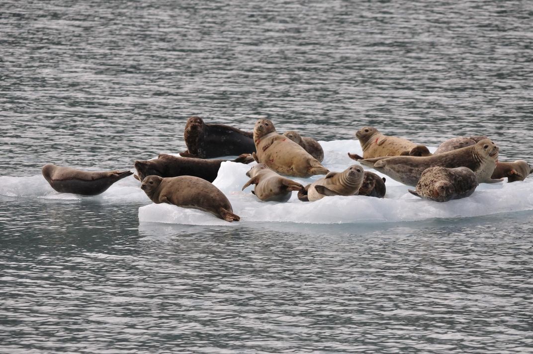 Seals lounging on an iceberg