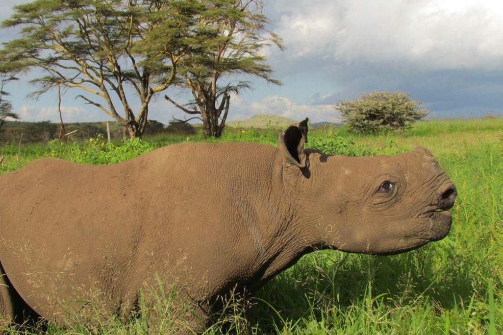 Meet Nicky, the blind baby rhino