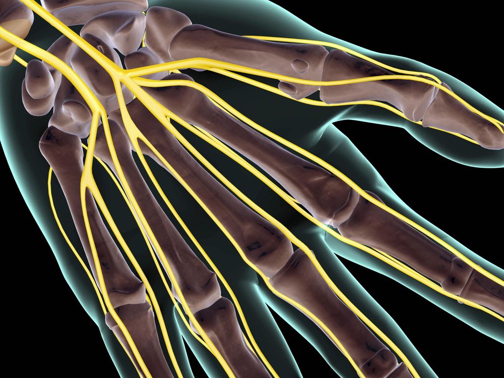 Hand and Nerves