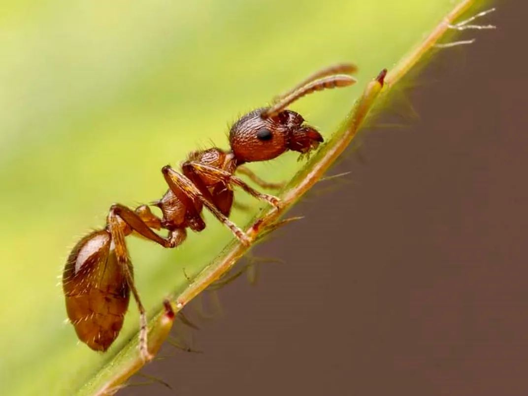 Lone fire ant