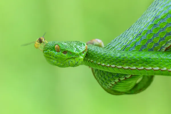 evil devil thumbnail