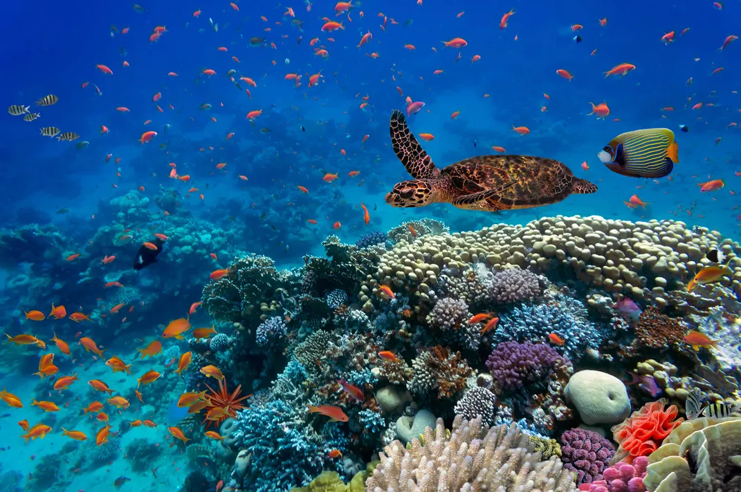 Turtle Corals