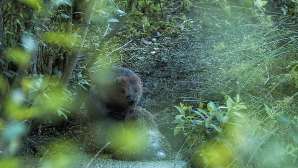 Two European beaver (Castor fiber) greet each other. thumbnail