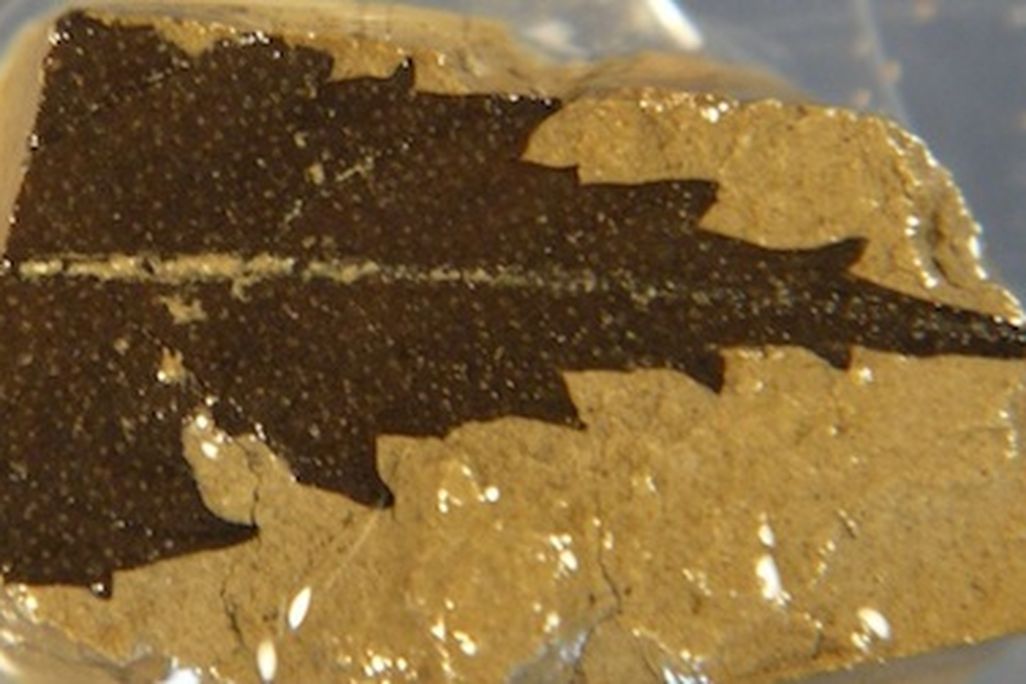 A 24,700-year-old leaf