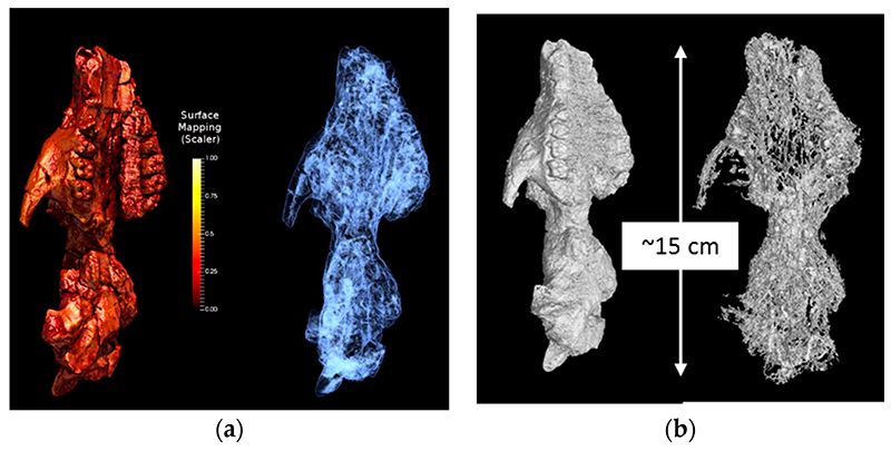 Nuclear Technology May Help Bring Early Mammal Evolution Into Focus