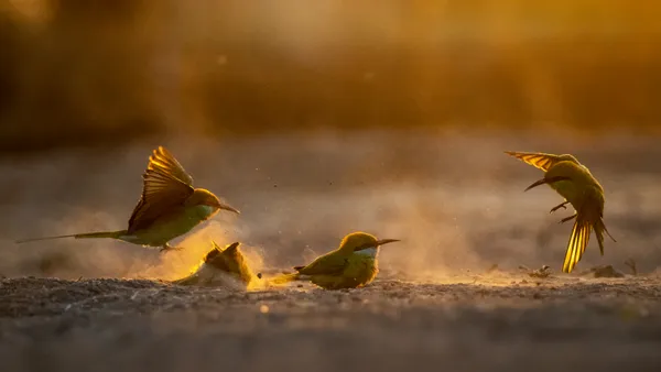 golden hour thumbnail