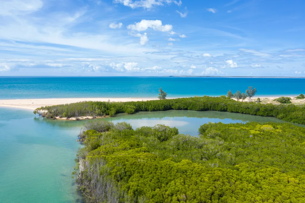 Mangroves
