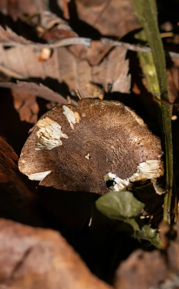 Champignon à l’automne thumbnail