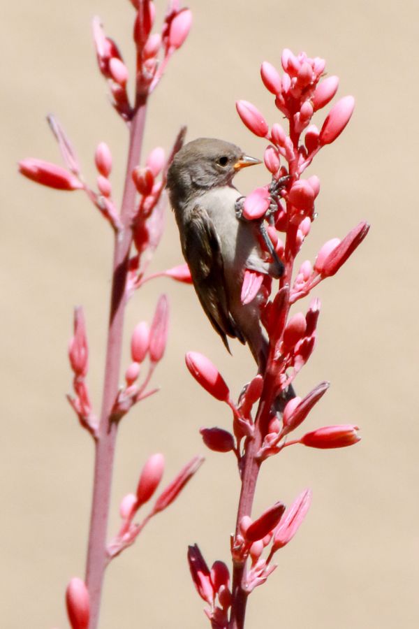Bell's Vireo Bird on Red Yucca Plant thumbnail