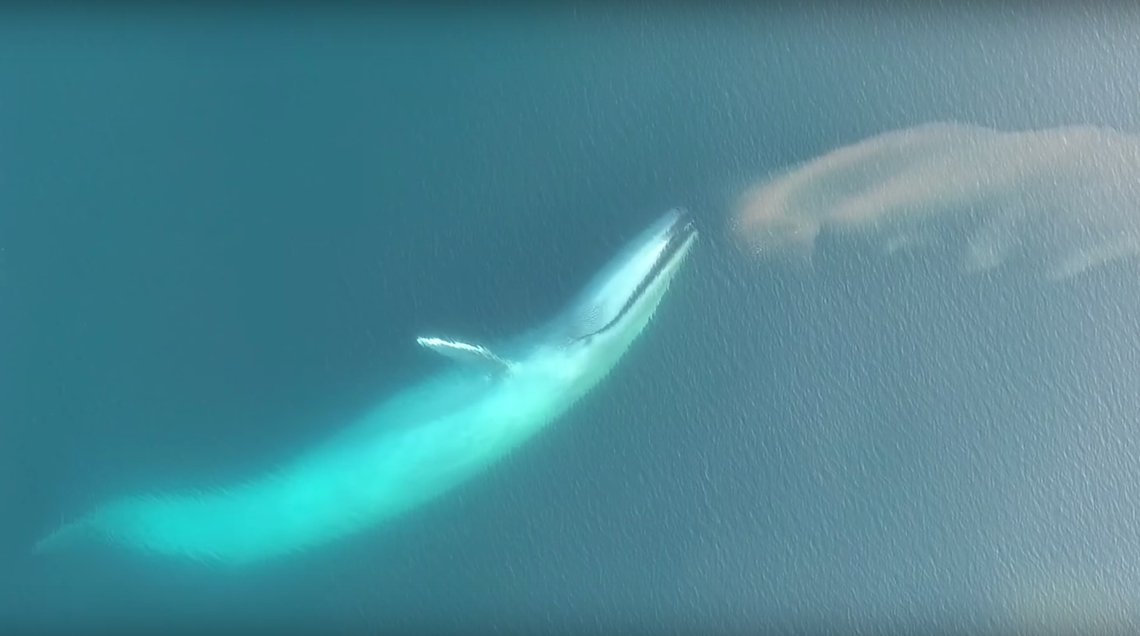 Blue Whale about to eat a school of krill