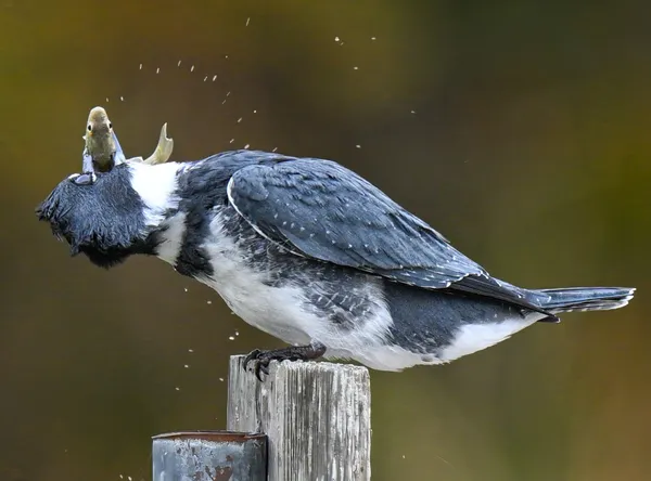 The Last Gasp thumbnail