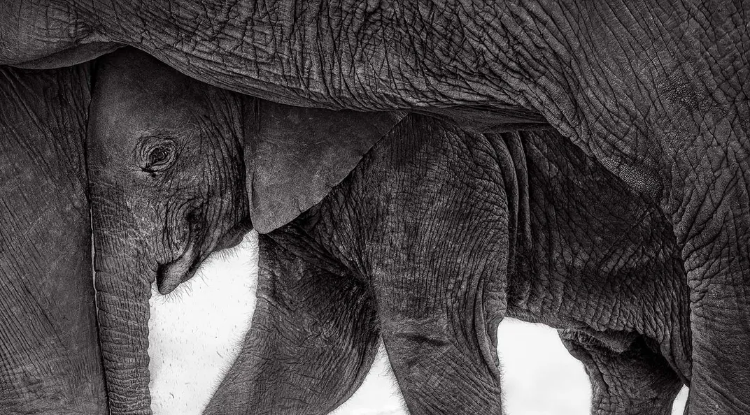 a baby elephant, seen from the side, stands under the belly of another