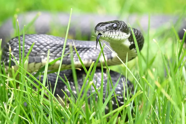 Coiled Black Rat Snake thumbnail
